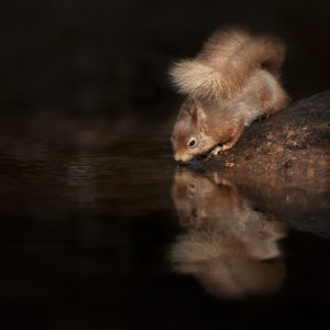 red squirrel in river