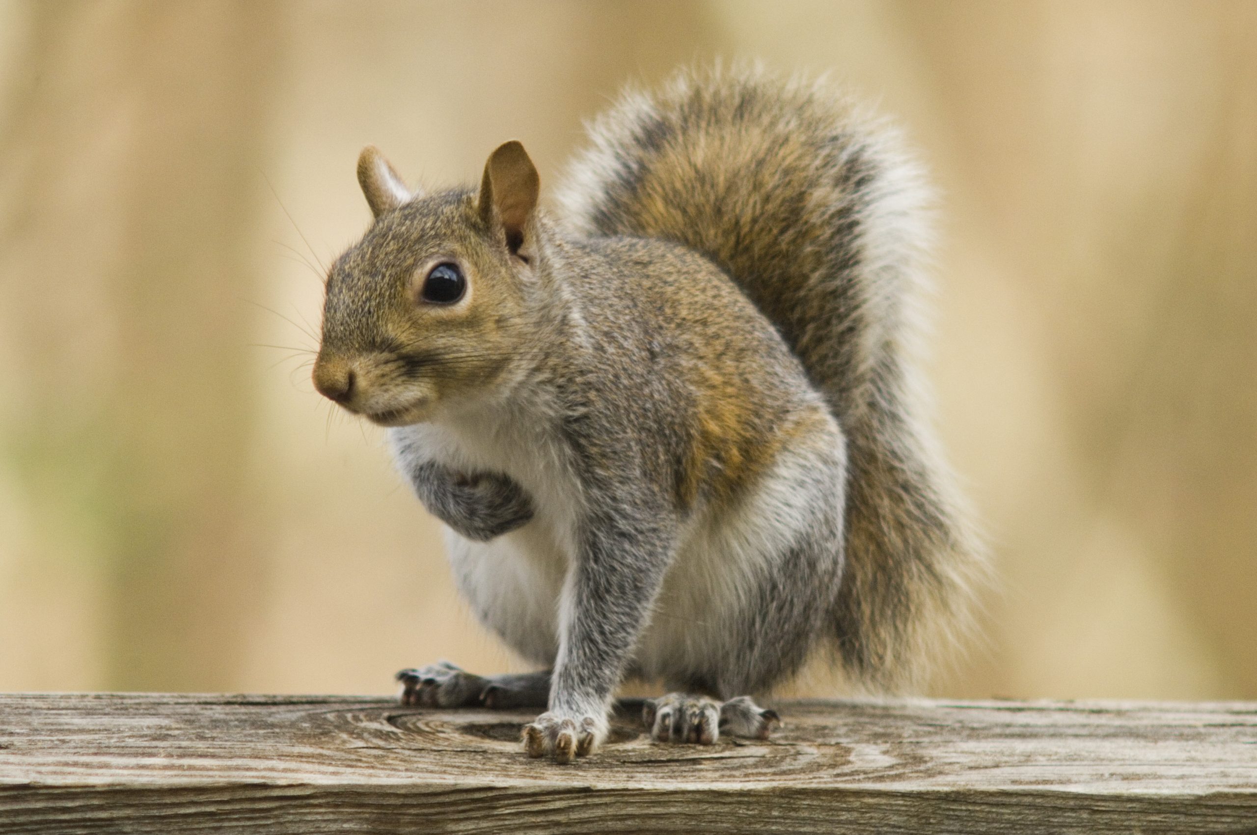 cure squirrel
