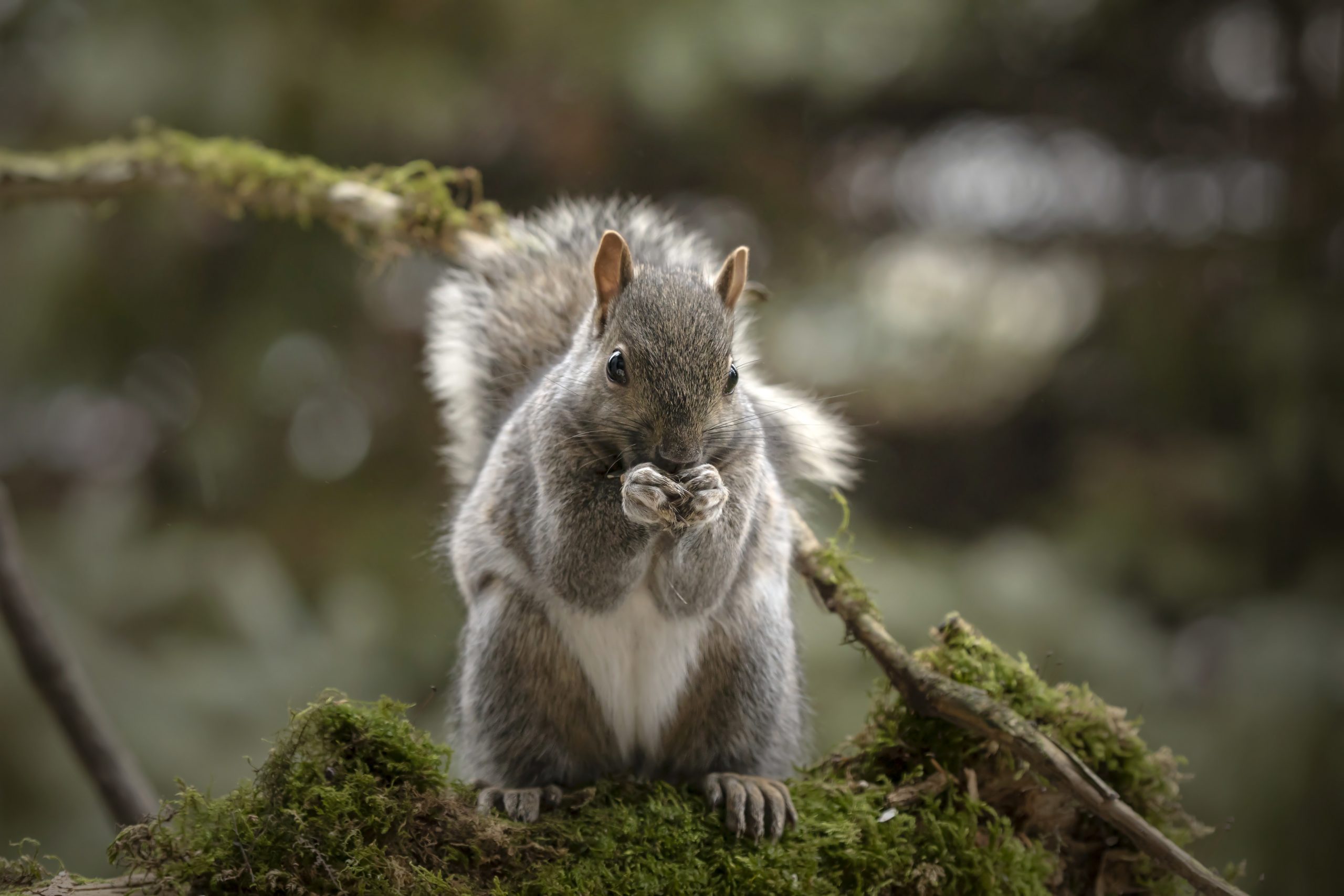 cute squirrel caught on camera