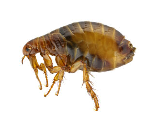 Flea Removal Toronto Area