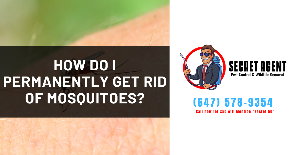 Title for blog post: How do I permanently get rid of mosquitoes Toronto
