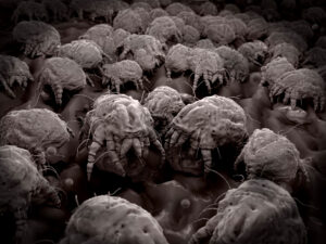 dust mite removal Toronto