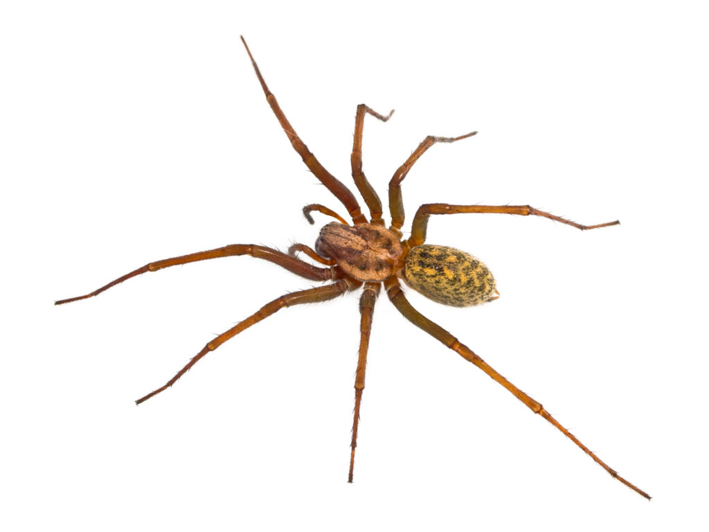 Hairy house spider (Tegenaria domesticus) on white background