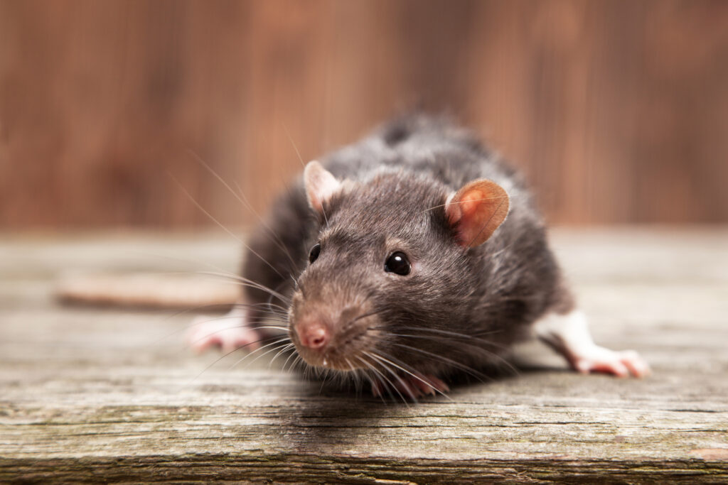 Rats on a wooden background