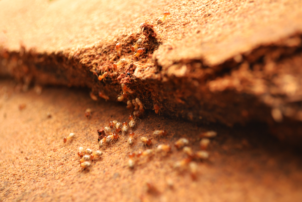 Termites help unload wood chips.