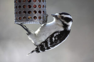Hanging Downy Woodpecker