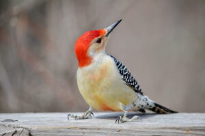 woodpecker control Toronto