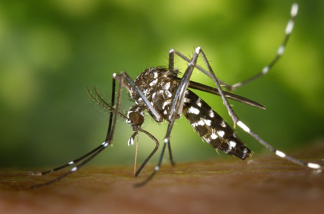 Mosquito biting someone on the arm