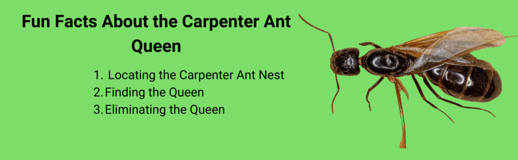 interesting trivia about the carpenter ant queen