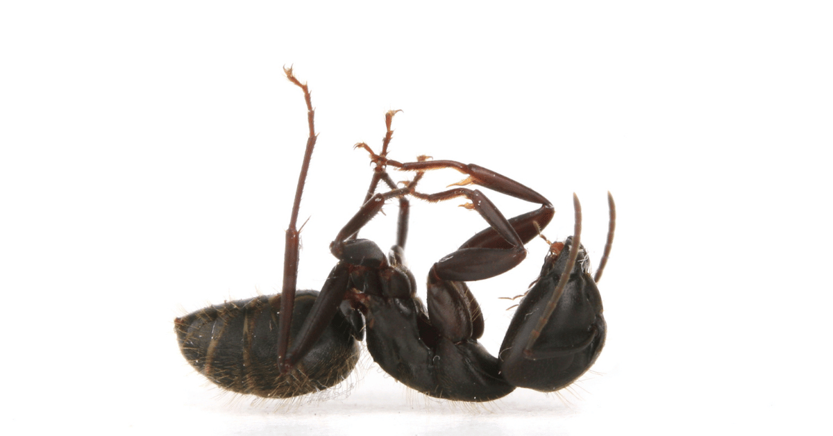 photo of dead ants