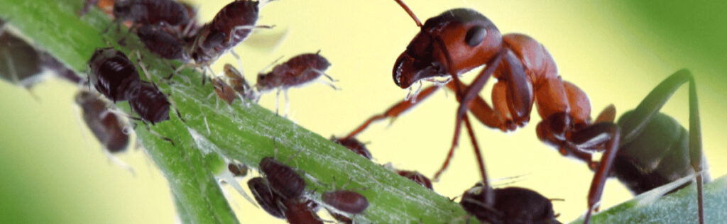 estimate the dimensions of the ants