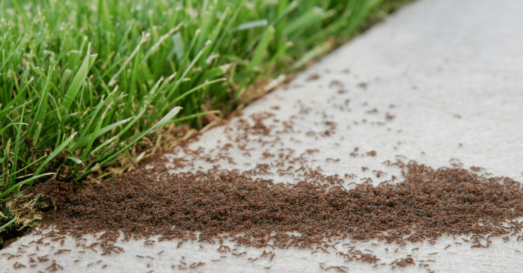 Get Rid of Ants in Your Lawn Secret Agent Pest Control