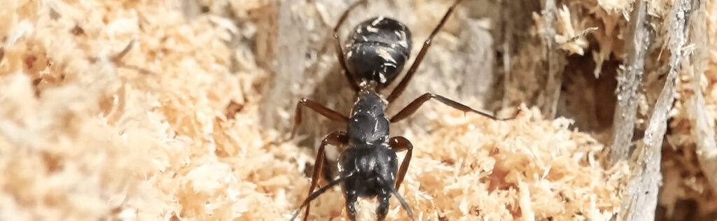 To find the carpenter ant nest, search for small mounds of sawdust located in proximity to your house