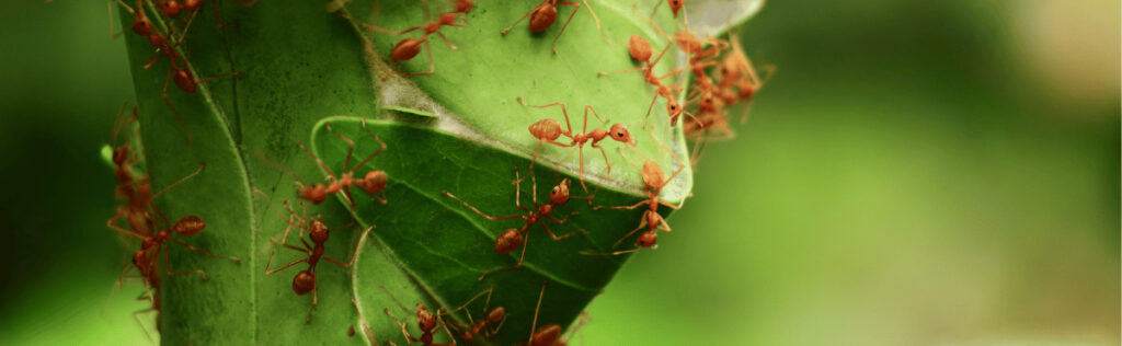 Spot the biggest ant in the nest for identification purposes
