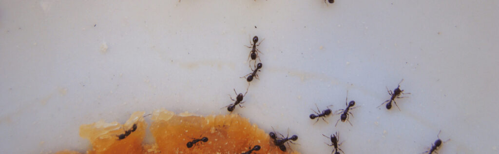 baits and traps for ant control