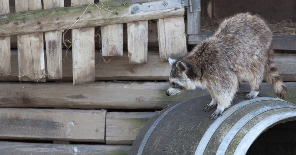 rabid raccoon in Canada on a barrell in yard march 2023
