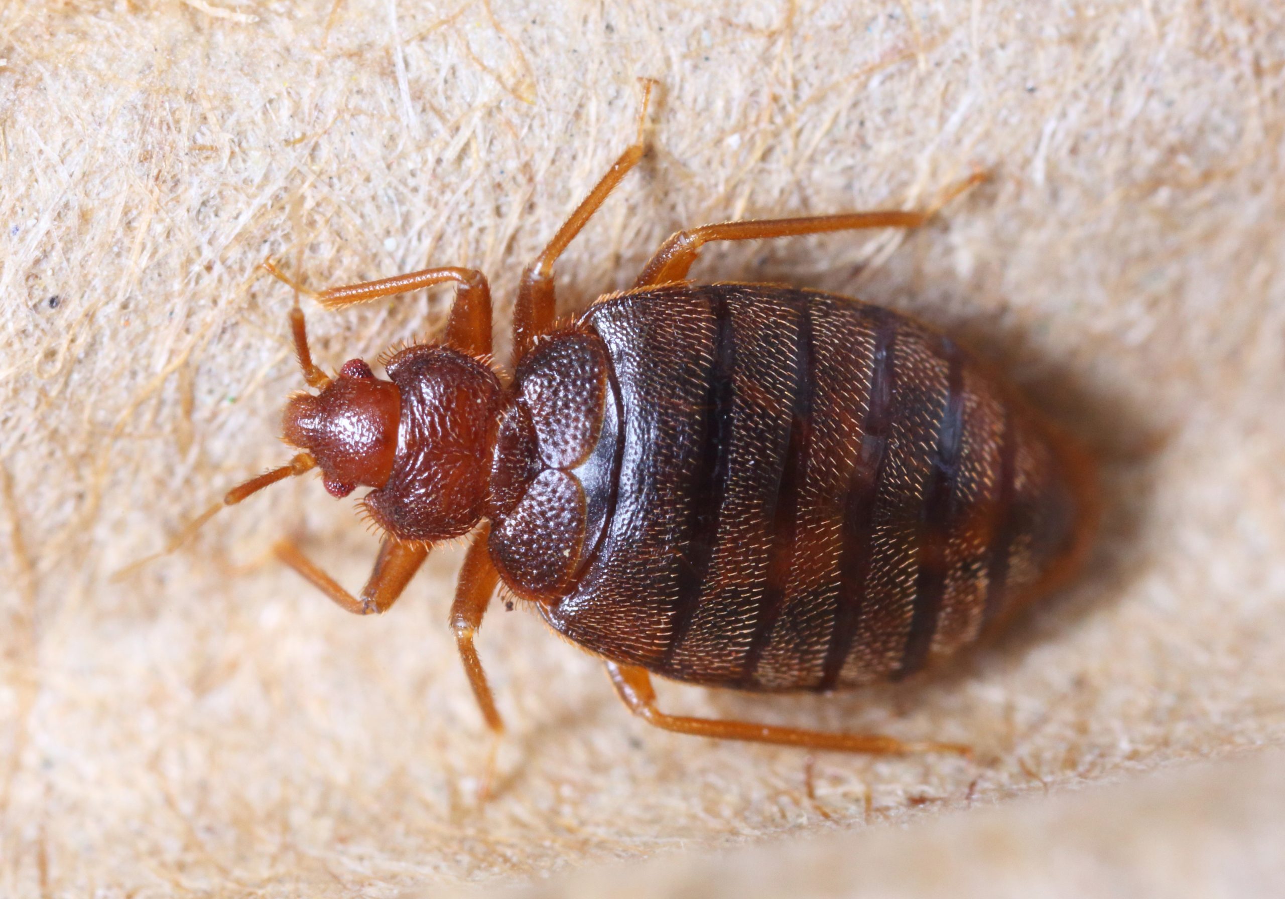 Cimex hemipterus picture