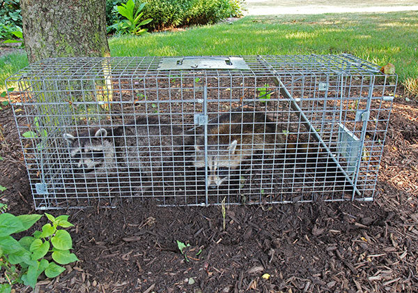 two raccons in cage